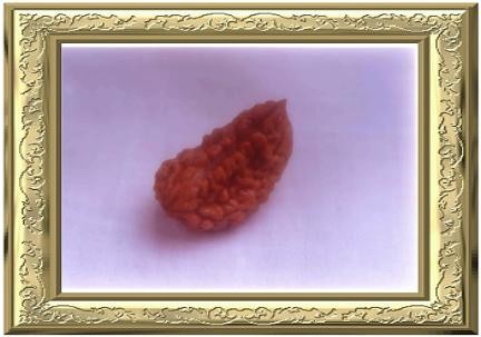 one faced rudraksha, ekmukhi rudraksha